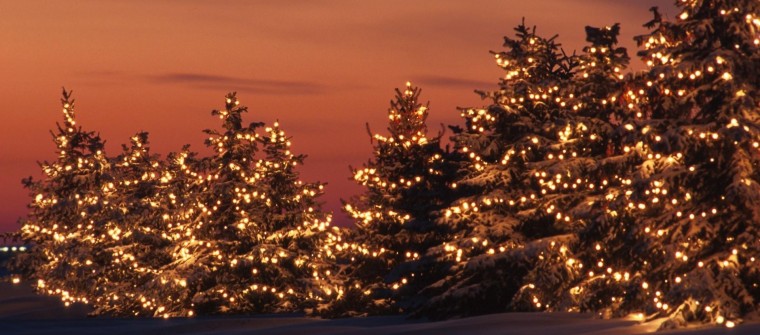 christmas trees outside
